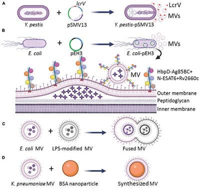 Frontiers Engineered Remolding And Application Of Bacterial Membrane